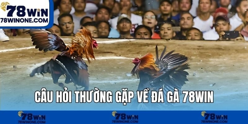 Câu hỏi thường gặp về đá gà 78WIN