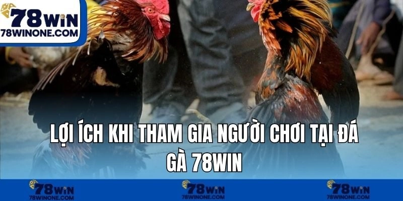 Lợi ích khi tham gia người chơi tại đá gà 78WIN