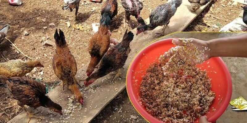 Lúa cho gà đá cựa sắt phải được ngâm qua đêm