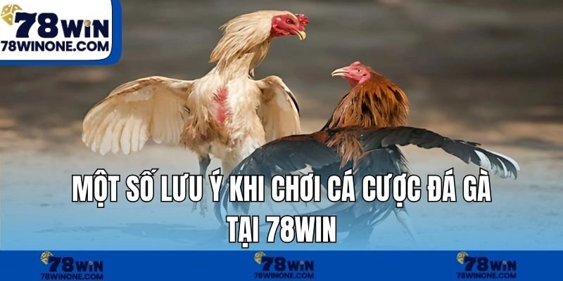 Một số lưu ý khi chơi cá cược đá gà tại 78WIN