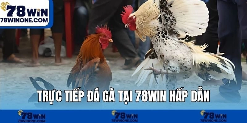 Trực tiếp đá gà tại 78WIN hấp dẫn